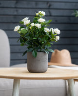 Sur une table en bois clair se trouve une rose de patio artificielle de 35 cm de couleur crème UV avec des fleurs blanches. En arrière-plan se trouvent un mur gris, une chaise beige et un chapeau marron clair.
