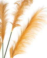 Trois tiges d'herbe de pampa artificielle orange doré de 150 cm, ignifuges, présentent des panaches légers comme une plume sur un fond blanc. Les textures douces et délicates sont magnifiquement mises en valeur par l'éclairage.