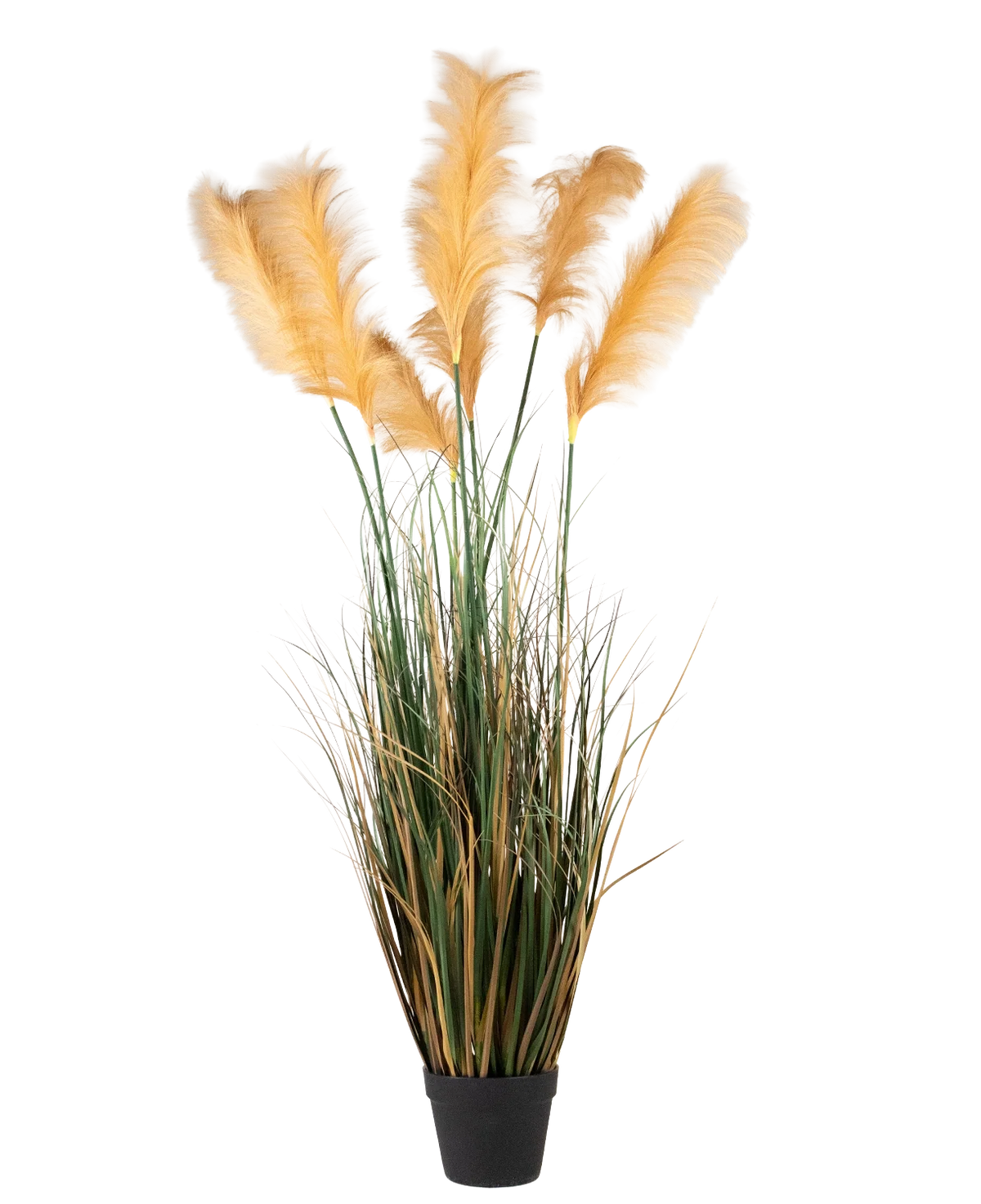 Une herbe de pampa artificielle de 200 cm, une plante ignifuge avec de longues feuilles vertes et de hautes plumes dorées clair, représentée sur un fond blanc uni.