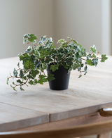 Le Lierre artificiel Deluxe vert-blanc dans un pot de 22 cm (UV), avec des feuilles vertes et blanches luxuriantes, se dresse sur une table en bois clair, tandis qu'une douce lumière naturelle brille depuis la gauche.
