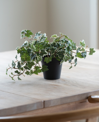 Le Lierre artificiel Deluxe vert-blanc dans un pot de 22 cm (UV), avec des feuilles vertes et blanches luxuriantes, se dresse sur une table en bois clair, tandis qu'une douce lumière naturelle brille depuis la gauche.
