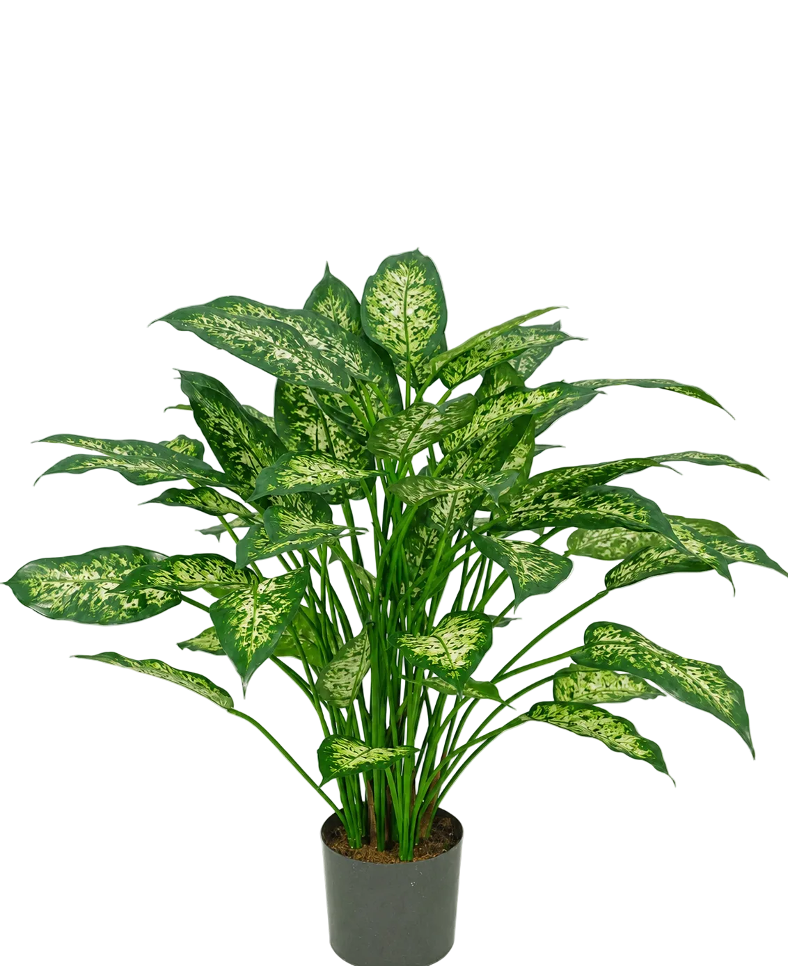 Une plante artificielle Dieffenbachia de 75 cm avec des feuilles vertes luxuriantes, décorées de marques jaune-vert pâle, représentées sur un fond blanc uni.