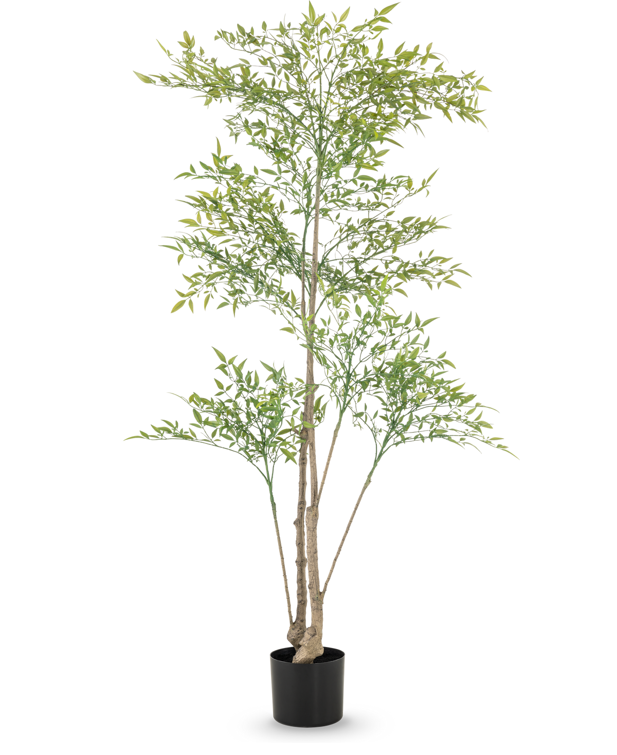 Le Ruscus artificiel de 150 cm a des branches longues et fines et des feuilles vert clair dans un pot noir sur fond blanc - idéal comme intérieur décoratif pour n'importe quelle pièce.