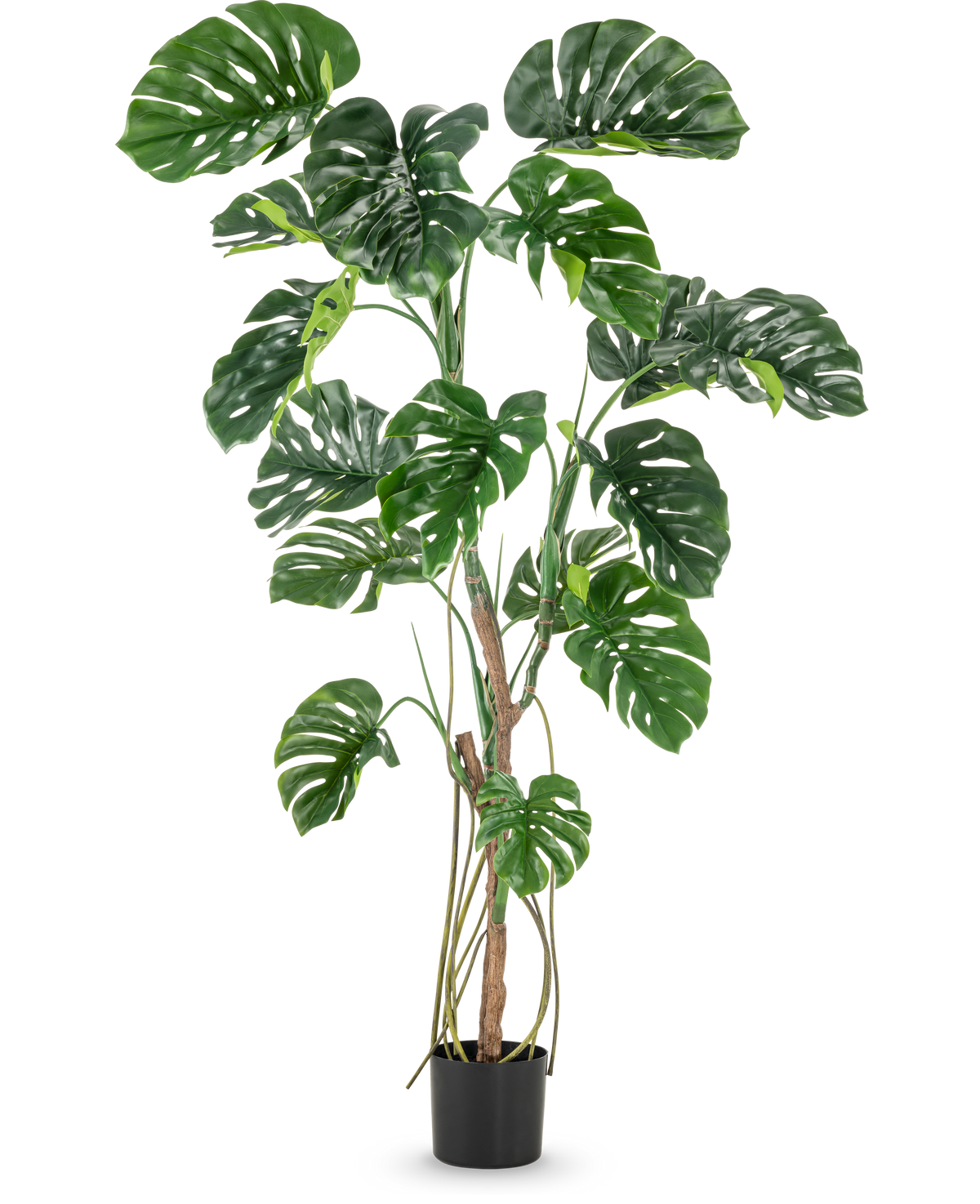 La plante artificielle Monstera 180 cm est une grande plante artificielle avec de grandes feuilles vertes fendues et brillantes dans un petit pot noir, représentée sur un fond blanc uni.