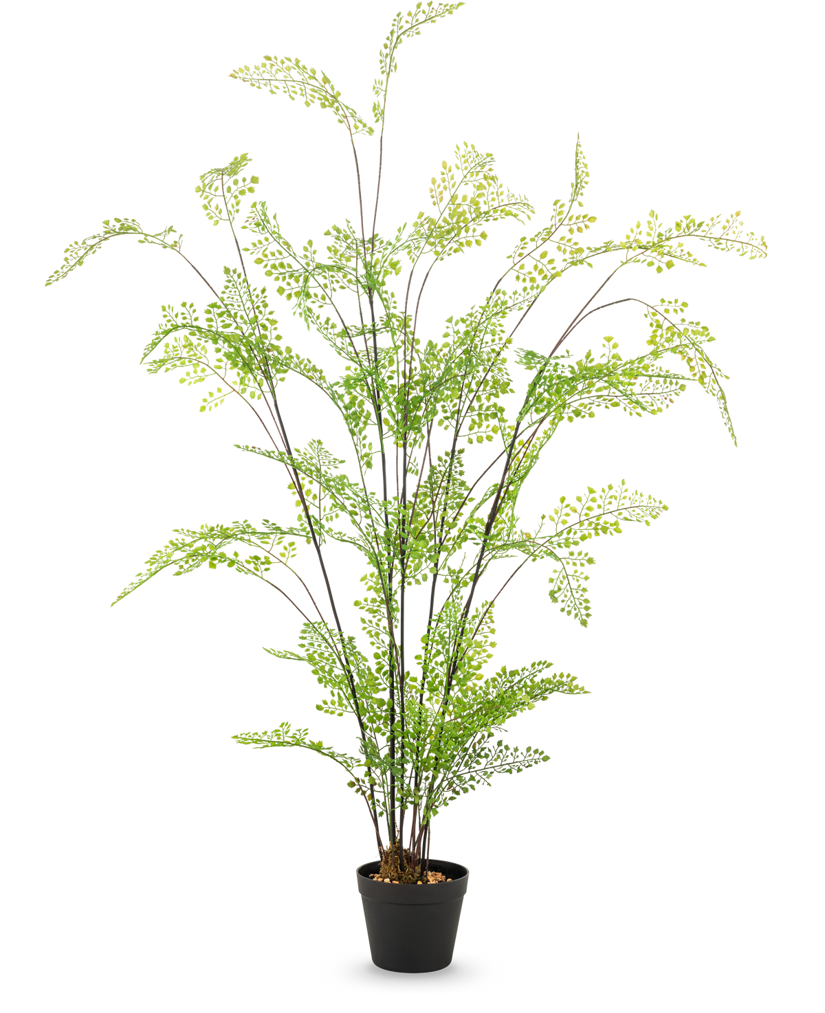 La fougère artificielle de 120 cm a des tiges longues et minces et de petites feuilles vertes fines, élégamment disposées dans un pot sur un fond blanc uni - une plante d'intérieur idéale et facile d'entretien pour votre intérieur.