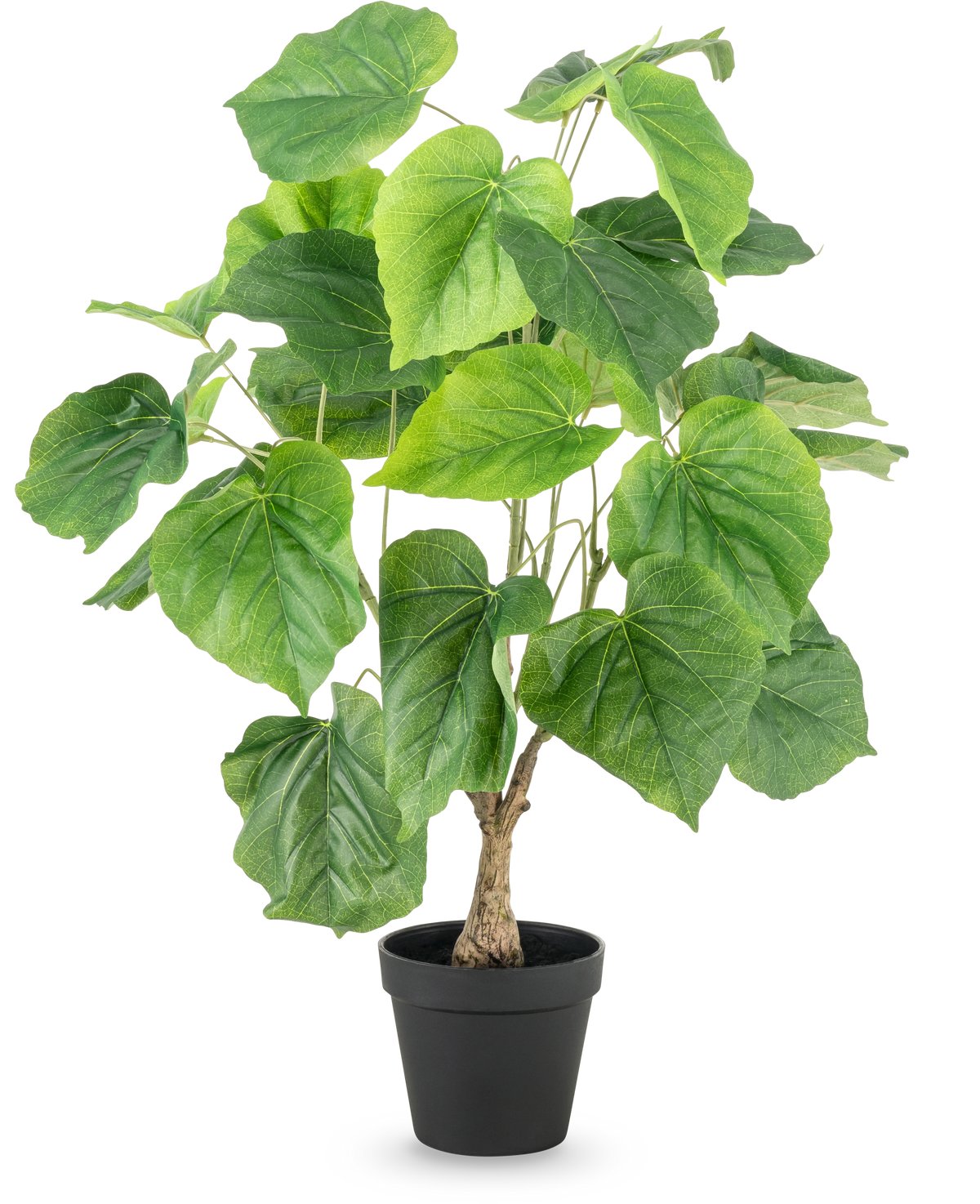 La plante artificielle Ficus 60 cm possède de grandes feuilles vertes en forme de cœur et une tige structurée dans un simple pot en plastique noir, sur fond blanc.