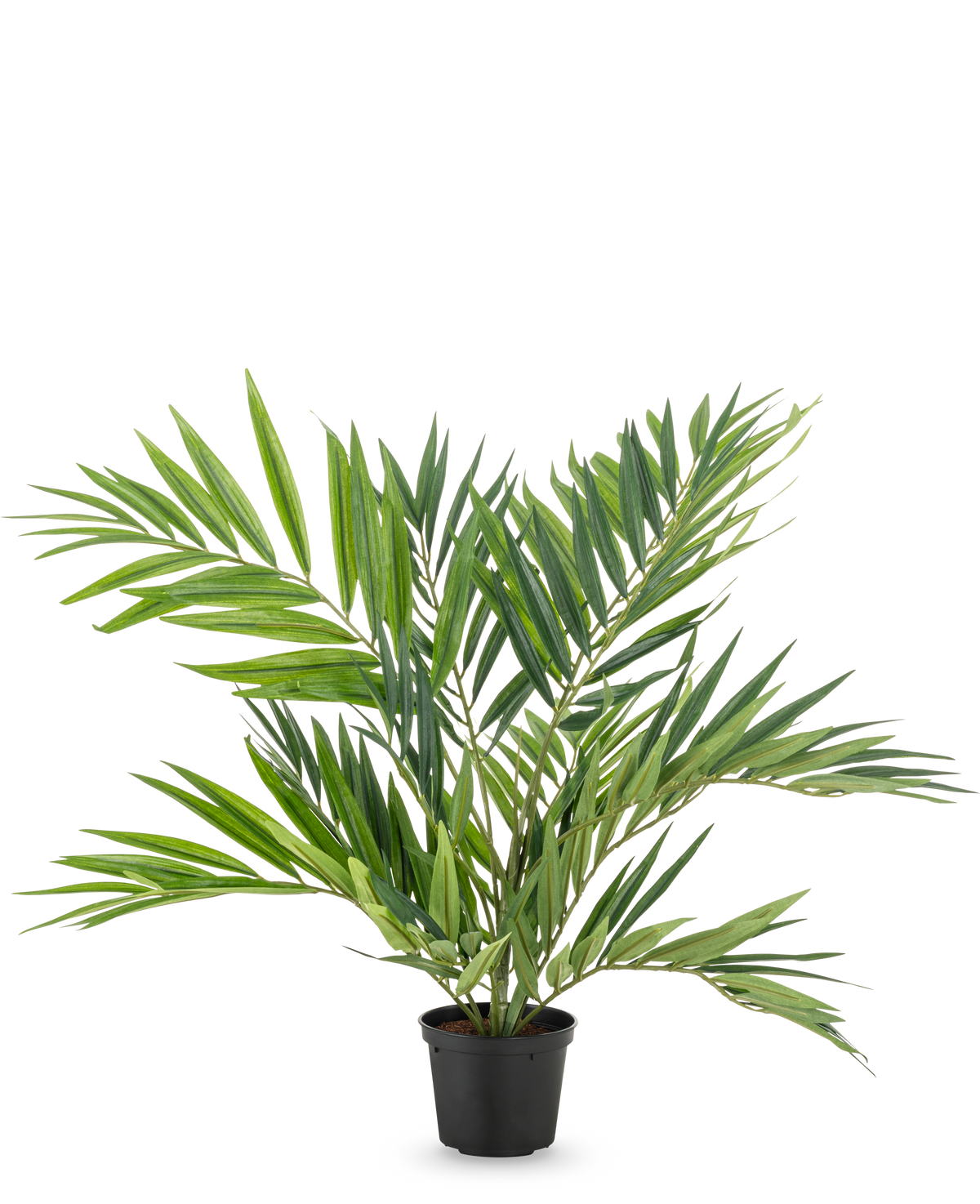 Le palmier artificiel Parlor UV 60 cm a des feuilles longues et étroites sur plusieurs tiges dans un simple pot noir, sur un fond blanc - un palmier artificiel élégant qui embellit n'importe quelle pièce.