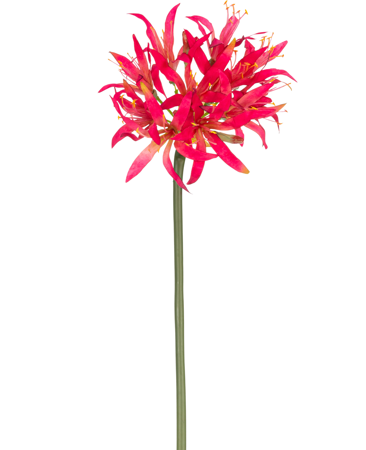 La Fleur Artificielle Nerine 70 cm fuchsia a une longue tige verte avec une grande grappe de fuchsia sur le dessus, des pétales vaporeux qui se détachent brillamment sur un fond blanc uni.