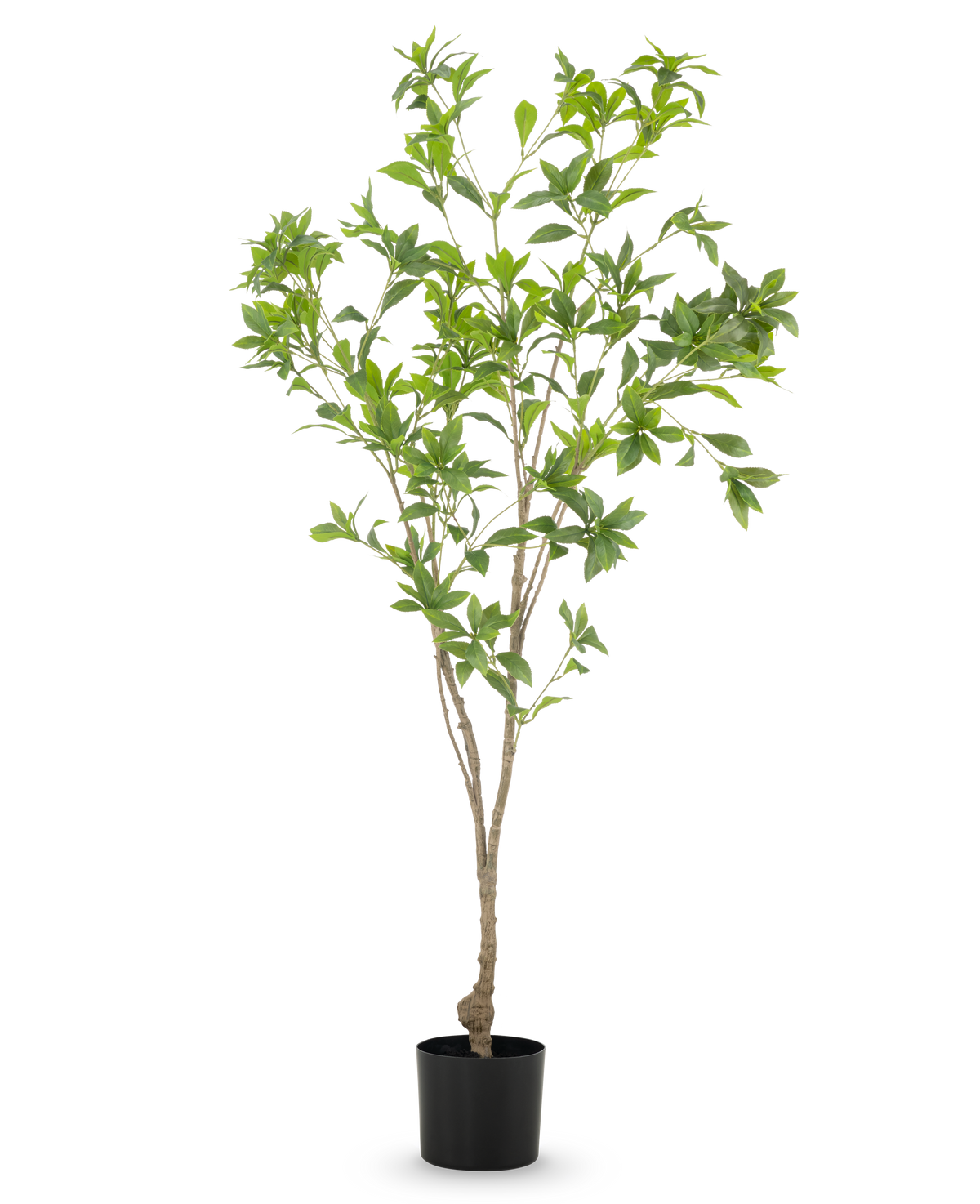 La plante artificielle Pieris Japonica 150 cm présente des branches fines et des feuilles vertes abondantes dans un simple pot noir, sur un fond blanc.