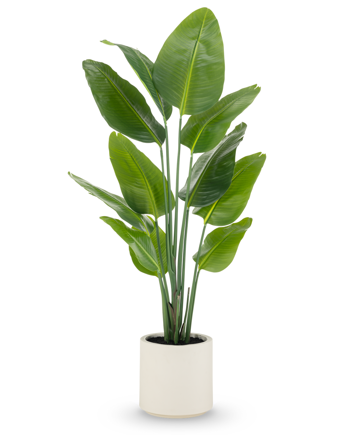 La plante artificielle Strelitzia Real Touch, de 150 cm de haut avec de larges feuilles vertes et de multiples tiges, est livrée prête à l'emploi dans un pot beige - une plante en pot réaliste idéale pour les espaces modernes.
