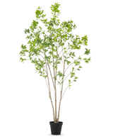 La plante artificielle Pieris Japonica 240 cm est un grand arbre artificiel d'intérieur avec de multiples troncs élancés et des feuilles vertes luxuriantes, dans un simple pot noir sur fond blanc.