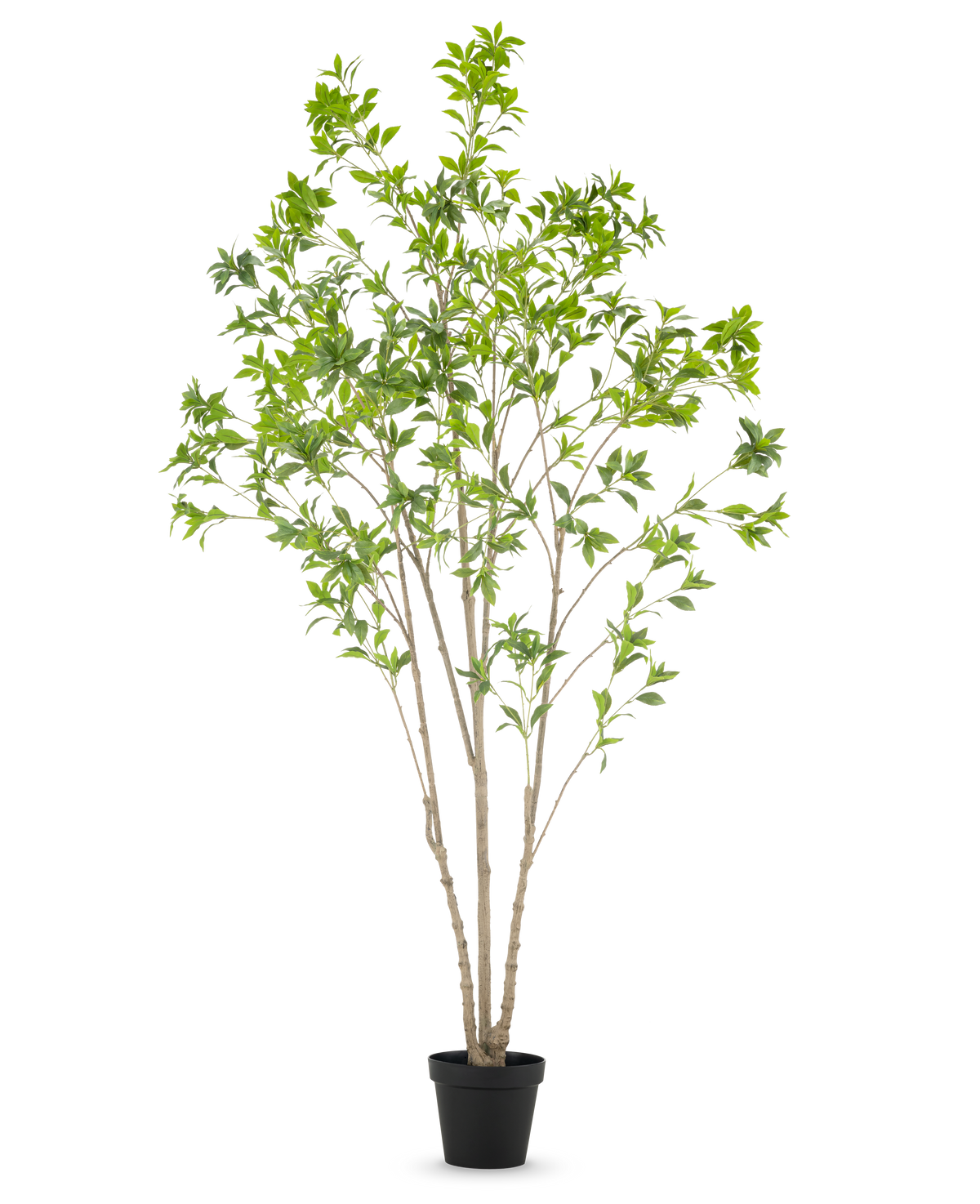 La plante artificielle Pieris Japonica 240 cm est un grand arbre artificiel d'intérieur avec de multiples troncs élancés et des feuilles vertes luxuriantes, dans un simple pot noir sur fond blanc.