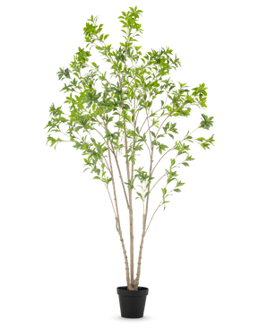 La plante artificielle Pieris Japonica 240 cm est un grand arbre artificiel d'intérieur avec de multiples troncs élancés et des feuilles vertes luxuriantes, dans un simple pot noir sur fond blanc.