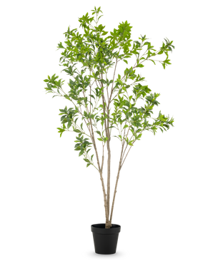 La plante artificielle Pieris Japonica 210 cm possède de multiples tiges fines brunes et d'abondantes feuilles vertes, présentées dans un pot haut sur un fond blanc uni.