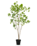 La plante artificielle Pieris Japonica 210 cm possède de multiples tiges fines brunes et d'abondantes feuilles vertes, présentées dans un pot haut sur un fond blanc uni.