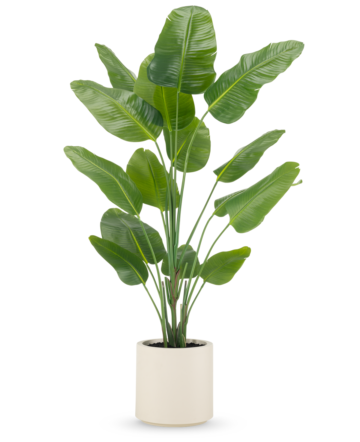 La plante artificielle Strelitzia Real Touch 180 cm est livrée prête à l'emploi dans un pot beige, avec des tiges hautes et dressées avec de grandes feuilles vertes brillantes sur un fond blanc uni.