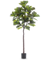 La Plante Artificielle Ficus Tobacco Plant Deluxe 215 cm est une grande figue artificielle avec de grandes feuilles vertes et un tronc brun élancé, dans un simple pot noir sur un fond blanc uni.