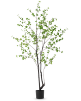La plante artificielle Enkianthus 210 cm présente un design haut et élancé avec des tiges et des branches sombres décorées de petites feuilles vert clair, sur un fond blanc uni.