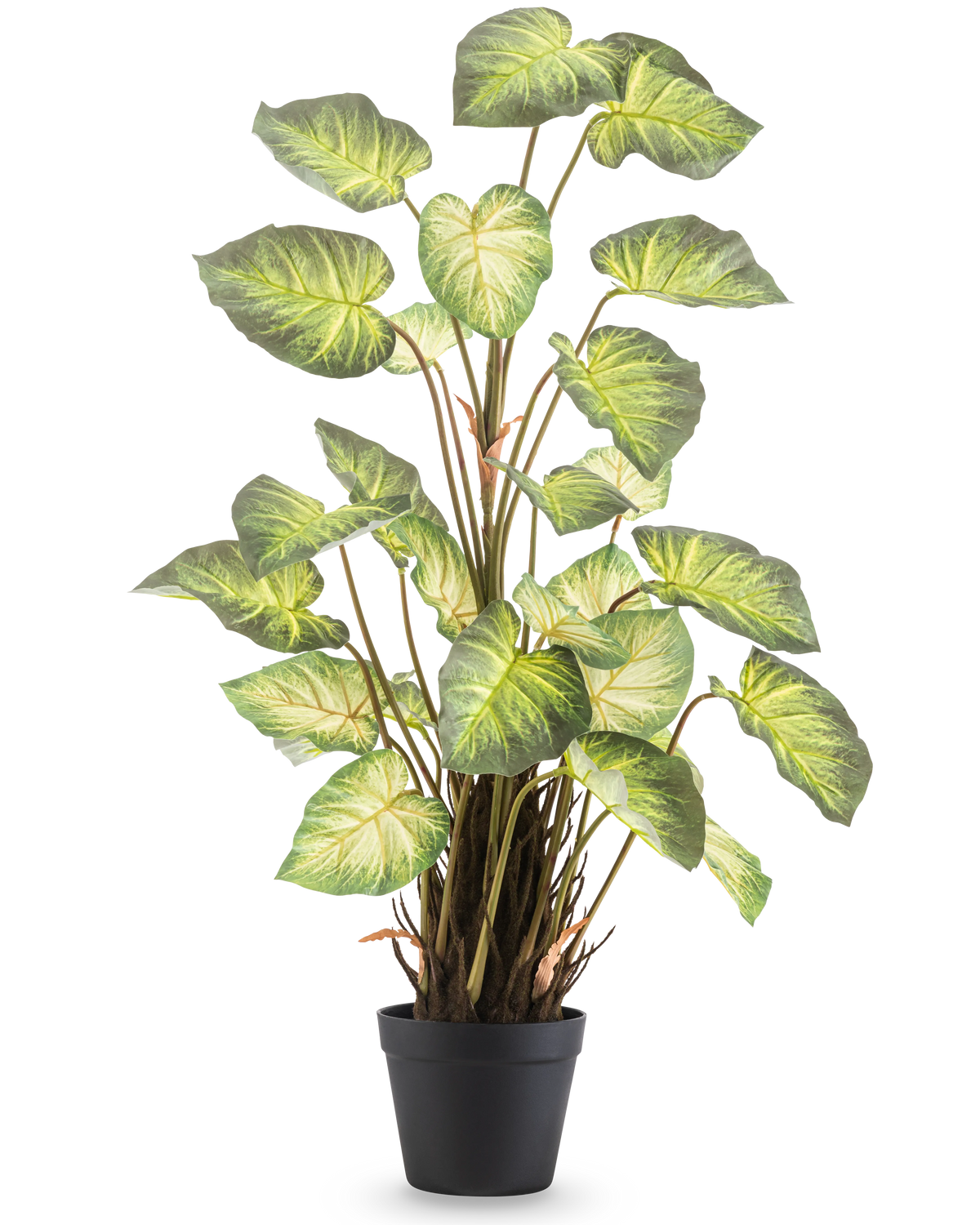 La plante artificielle Alocasia Odora 90 cm possède de grandes feuilles vertes en forme de cœur et de multiples tiges dans un simple pot noir, sur un fond blanc uni.
