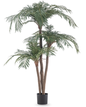 Le palmier artificiel Cycas Classic 165 cm possède plusieurs troncs bruns et des feuilles vertes luxuriantes dans un simple pot noir, sur un fond blanc - un palmier réaliste qui apporte une élégance naturelle à n'importe quelle pièce.
