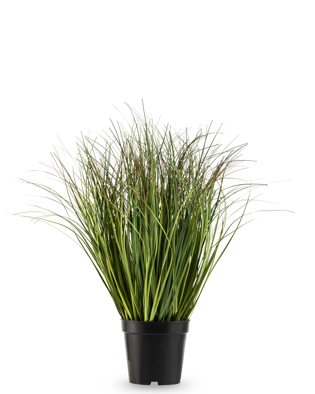 Le gazon artificiel vert sec 50 cm ignifuge possède de longues et fines brindilles artificielles vertes dans un simple pot en plastique noir, sur un fond blanc uni.