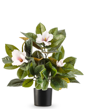 La plante Magnolia artificielle en pot de 46 cm est une plante facile d'entretien avec de grandes feuilles vertes brillantes et trois fleurs rose clair au cœur jaune, dans un simple pot noir sur fond blanc.