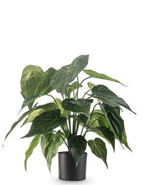 La plante artificielle Alocasia UV 51 cm possède de grandes feuilles brillantes en forme de cœur et est placée dans un élégant récipient noir sur un fond blanc uni.