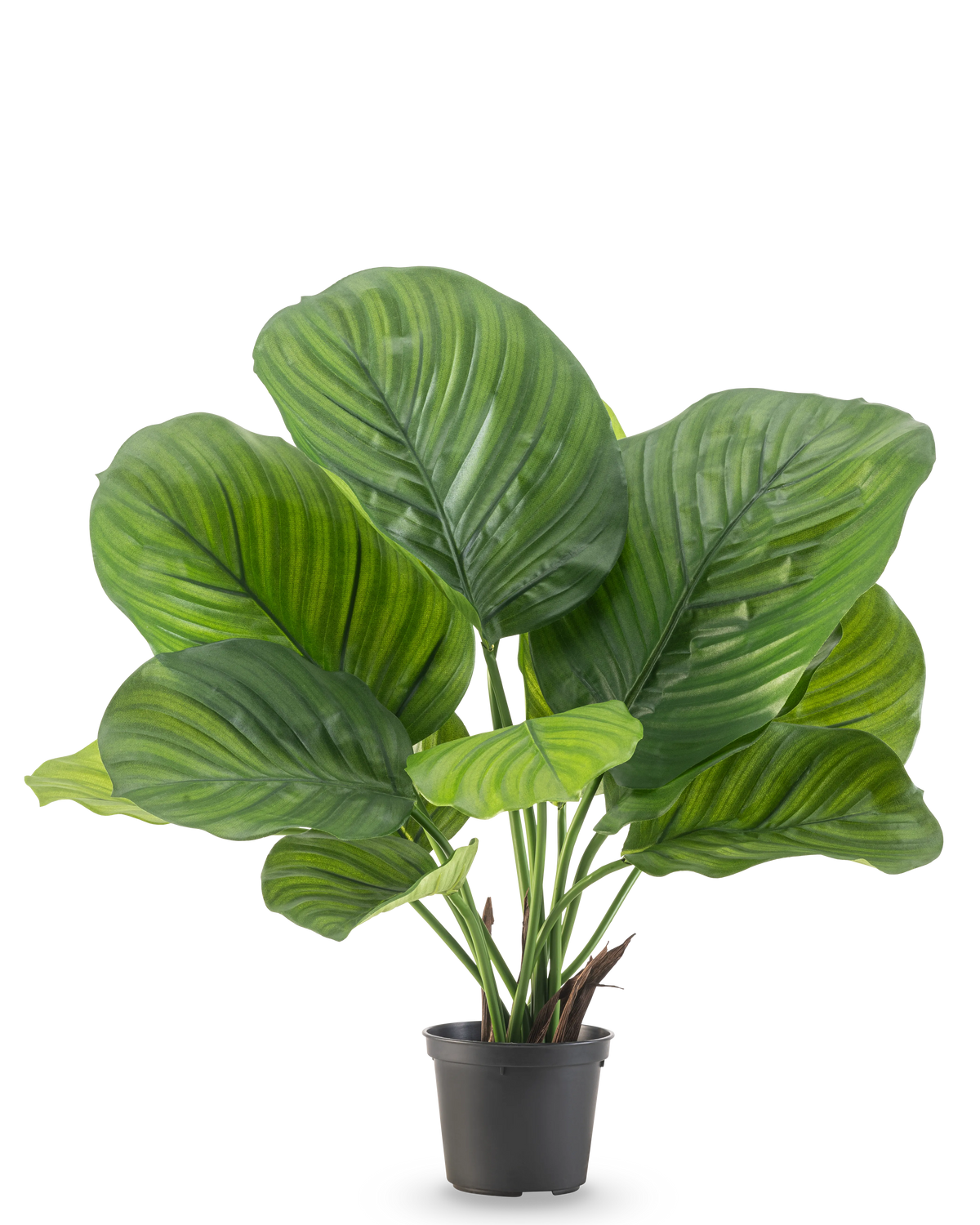 La plante artificielle Calathea 46 cm est une plante en pot avec de grandes feuilles vertes larges qui présentent de frappantes rayures vert clair et vert foncé, représentées sur un fond blanc uni.