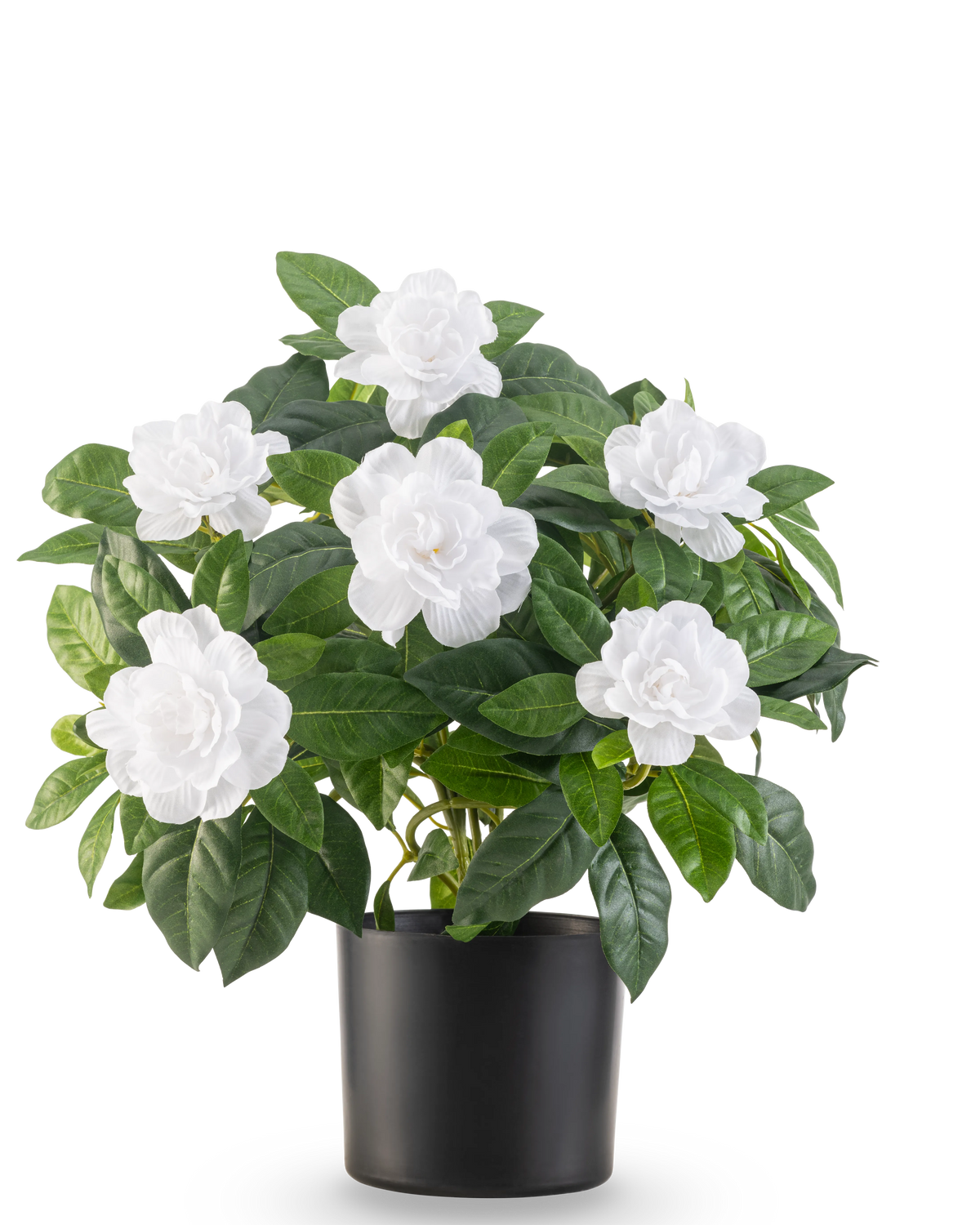 La plante artificielle Gardenia UV 39 cm blanc a des feuilles vertes luxuriantes et de grandes fleurs de gardénia blanches dans un simple pot noir, sur un fond blanc uni.