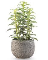 La plante succulente artificielle en pot décoratif de 25 cm a des tiges succulentes vertes dressées dans un pot gris avec structure, présentées sur un fond blanc.