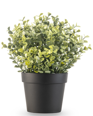 La Plante Artificielle Buis vert en pot UV 19 cm est une petite plante artificielle à feuilles vertes rondes dans un pot simple noir, sur fond blanc.