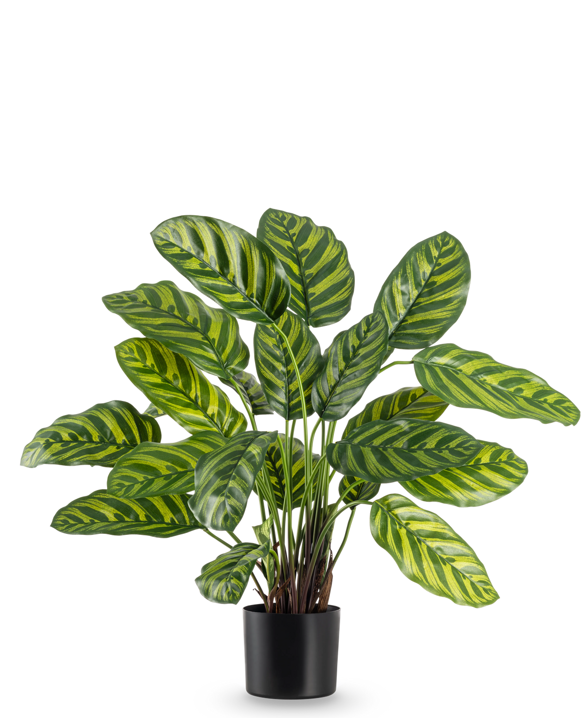 La plante artificielle Calathea Makoyana 60 cm présente de grandes feuilles vertes vibrantes avec des rayures vert clair et jaunes, dans un pot de fleur élégant sur un fond blanc uni.