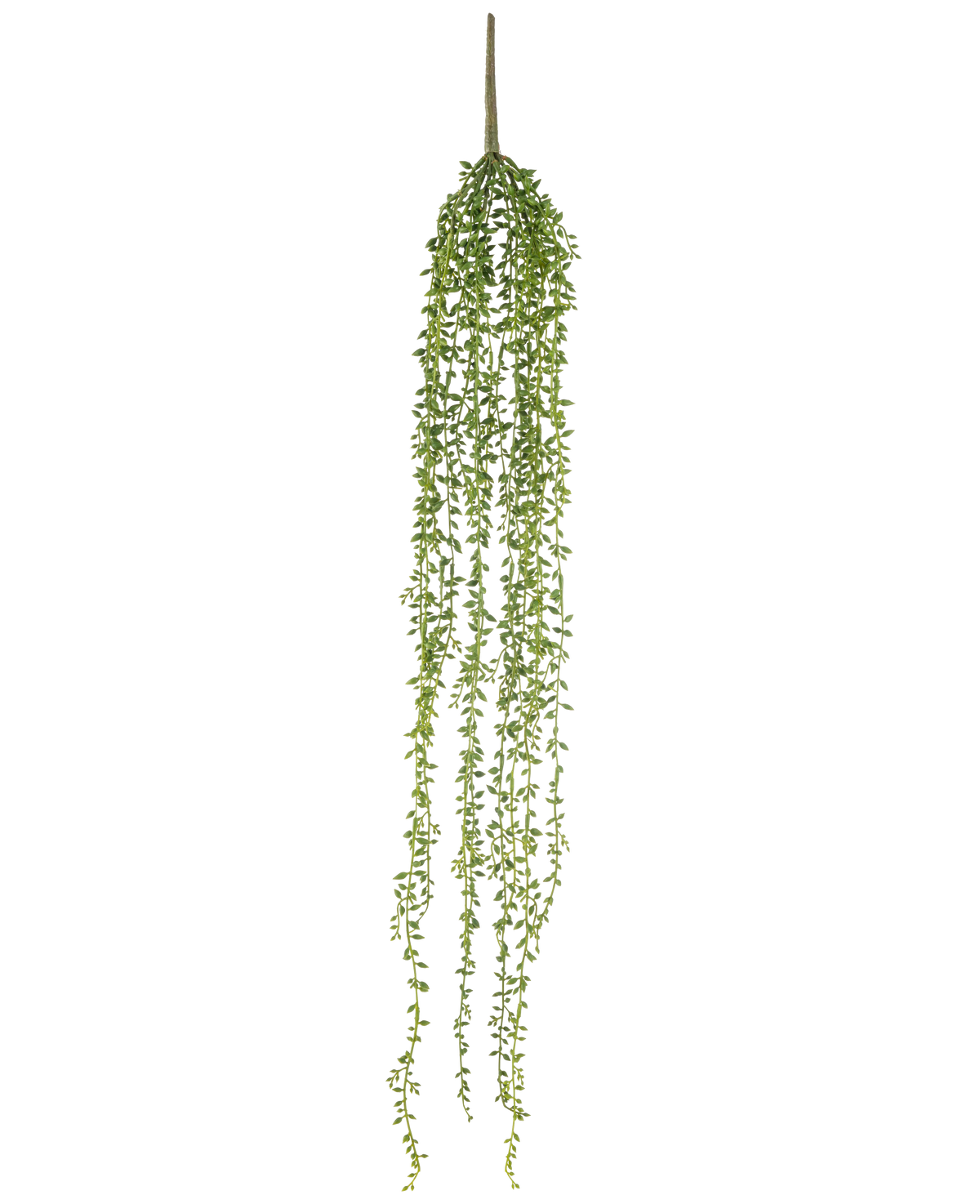 La plante artificielle suspendue Senecio 91 cm possède de longues tiges pendantes avec de petites feuilles vertes, créant une élégante plante artificielle suspendue sur un fond blanc uni.