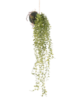 La Plante Artificielle Suspendue Plante Succulente Boule 58 cm présente une plante succulente verte avec de petites feuilles rondes, suspendue à une boule au sol recouverte de mousse, sur un fond blanc uni.