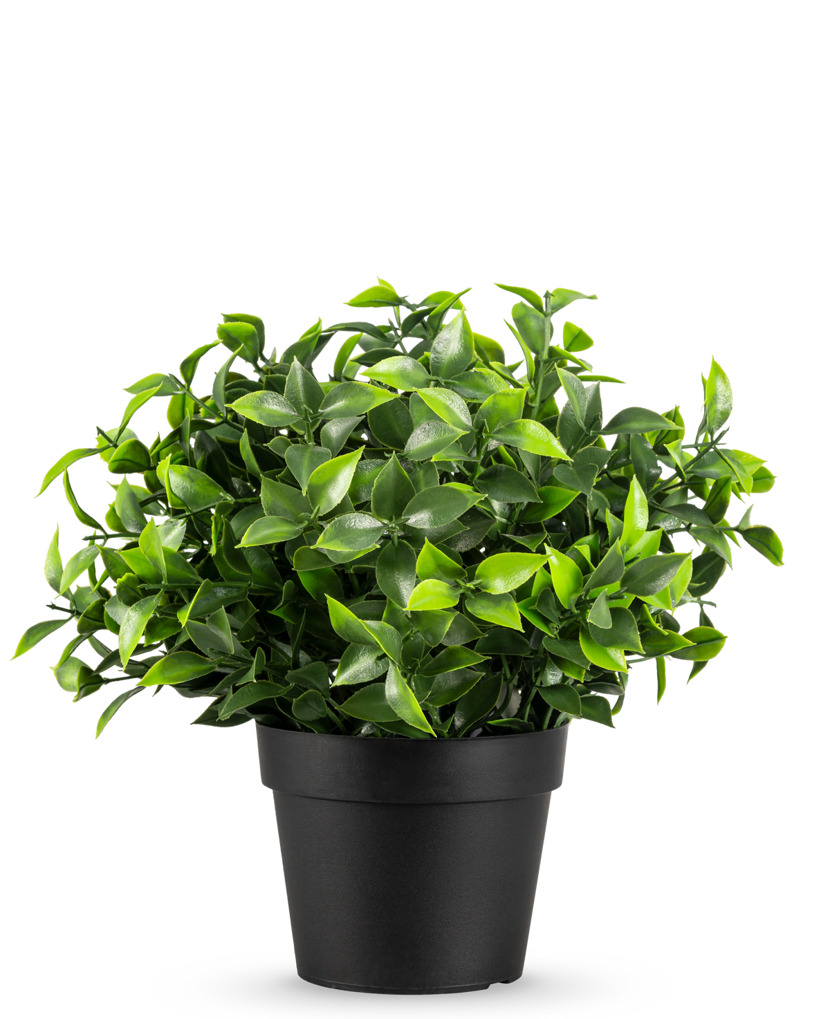 La Plante Artificielle Photonia en pot UV 22 cm présente de petites feuilles vertes pointues dans un simple pot noir, sur un fond uni blanc.