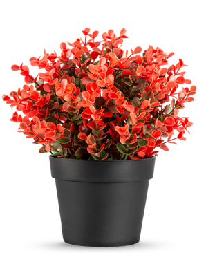 La Plante Artificielle Buxus rouge en pot UV 19 cm est un pot de fleur noir compact avec un mélange luxuriant de feuilles artificielles rouges et vertes sur un fond blanc uni.