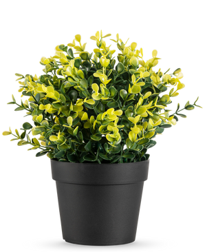 La Plante Artificielle Buxus jaune en pot UV 19 cm présente de petites feuilles vertes et jaunes dans un simple pot noir, sur un fond uni blanc.