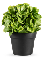La Plante Artificielle Murraya UV 20 cm est une petite plante artificielle ronde avec des feuilles vertes luxuriantes dans un simple pot noir, sur un fond blanc uni.