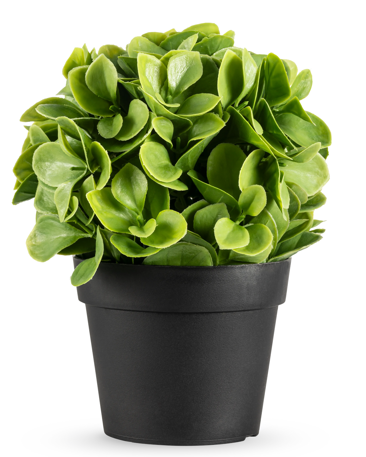 La Plante Artificielle Murraya UV 20 cm est une petite plante artificielle ronde avec des feuilles vertes luxuriantes dans un simple pot noir, sur un fond blanc uni.