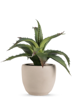 La plante succulente artificielle 20 cm en pot décoratif a des feuilles vertes, pointues et épineuses dans un simple pot rond en céramique beige clair sur fond blanc uni.
