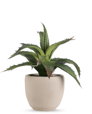 La plante succulente artificielle 20 cm en pot décoratif a des feuilles vertes, pointues et épineuses dans un simple pot rond en céramique beige clair sur fond blanc uni.