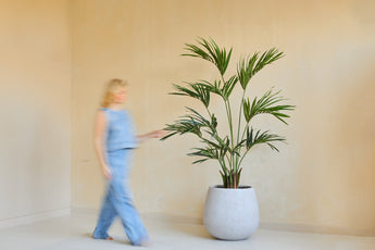 Une personne vague vêtue de vêtements bleu clair passe devant la plante artificielle Kentia Palm de 180 cm dans une grande jardinière blanche contre un mur beige.