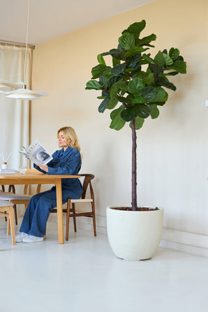Une femme en bleu lit un magazine sur une table en bois dans une pièce lumineuse, avec la plante artificielle Ficus Tobacco Plant Deluxe 215 cm comme décoration intérieure élégante avec de grandes feuilles vertes au premier plan.