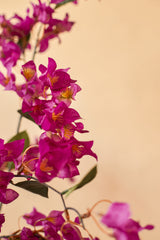 Le Bougainvillier Artificiel 150 cm Violet présente des fleurs magenta vives avec un cœur jaune et des feuilles vertes sur un fond beige doux. Ce design réaliste est parfait pour ajouter une élégance inspirée de la nature à votre intérieur.