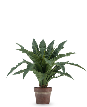 La fougère nid artificielle 61 cm a de longues feuilles vertes ondulées dans un pot marron rustique sur un fond blanc uni.