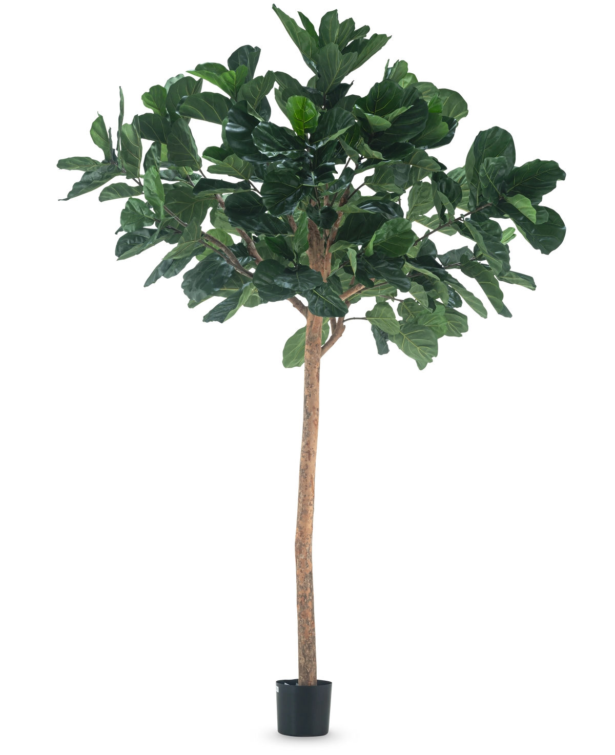L'arbre à tabac artificiel de 260 cm est une grande plante artificielle avec des feuilles vertes luxuriantes et un tronc brun mince, dans un pot noir compact et sur un fond blanc uni.