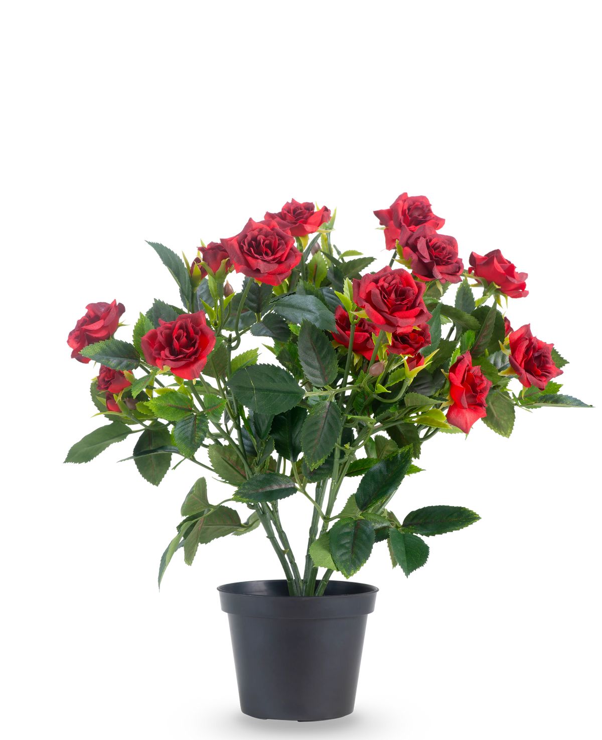 Une rose de patio artificielle de 35 cm en rouge/noir présente des roses artificielles rouges vif avec des feuilles vertes luxuriantes dans un pot noir, sur un fond blanc uni.