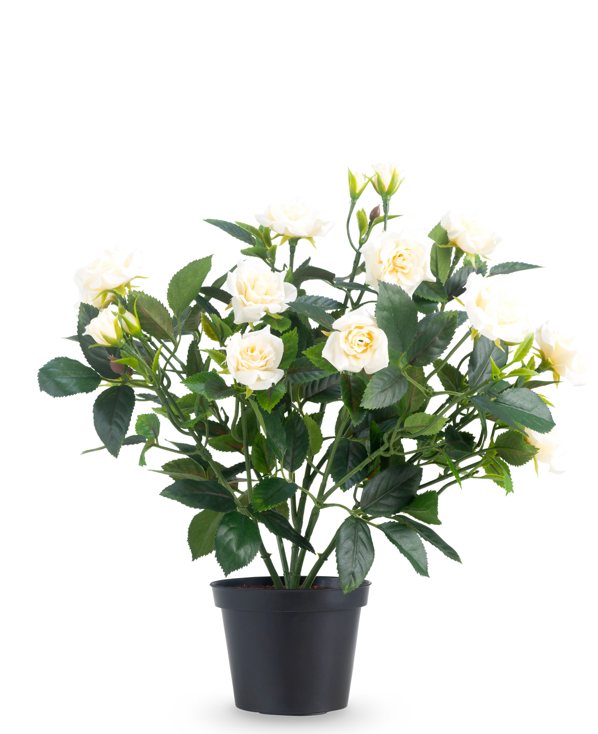 La Rose de Patio Artificielle 35 cm crème UV est composée de plusieurs tiges, de feuilles vertes et de plusieurs roses en fleurs de couleur crème, le tout placé dans un pot sur un fond blanc uni.