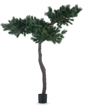 La plante artificielle Pinus 210 cm est un grand pin artificiel avec un tronc élancé et courbé et deux larges branches touffues avec des aiguilles vertes denses, représentées sur un fond blanc uni.