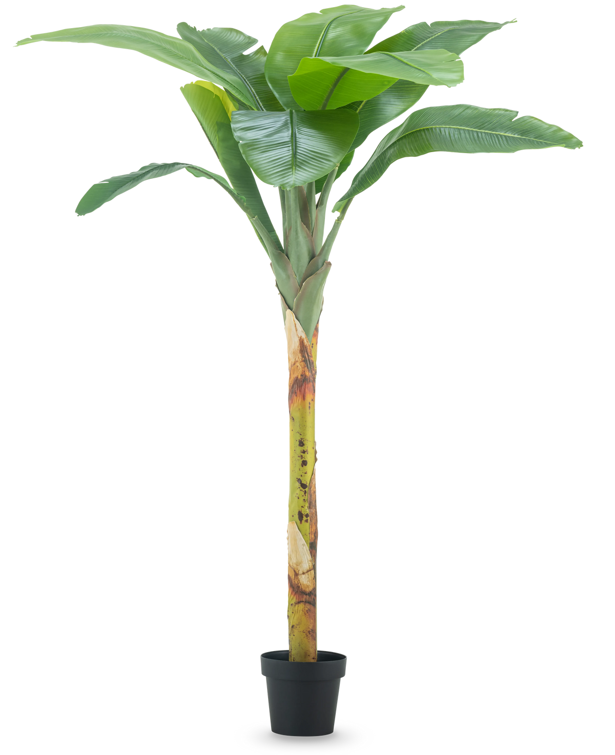 Le Bananier Artificiel 180 cm possède de larges feuilles vertes et une tige structurée dans un petit pot noir, sur un fond uni blanc.